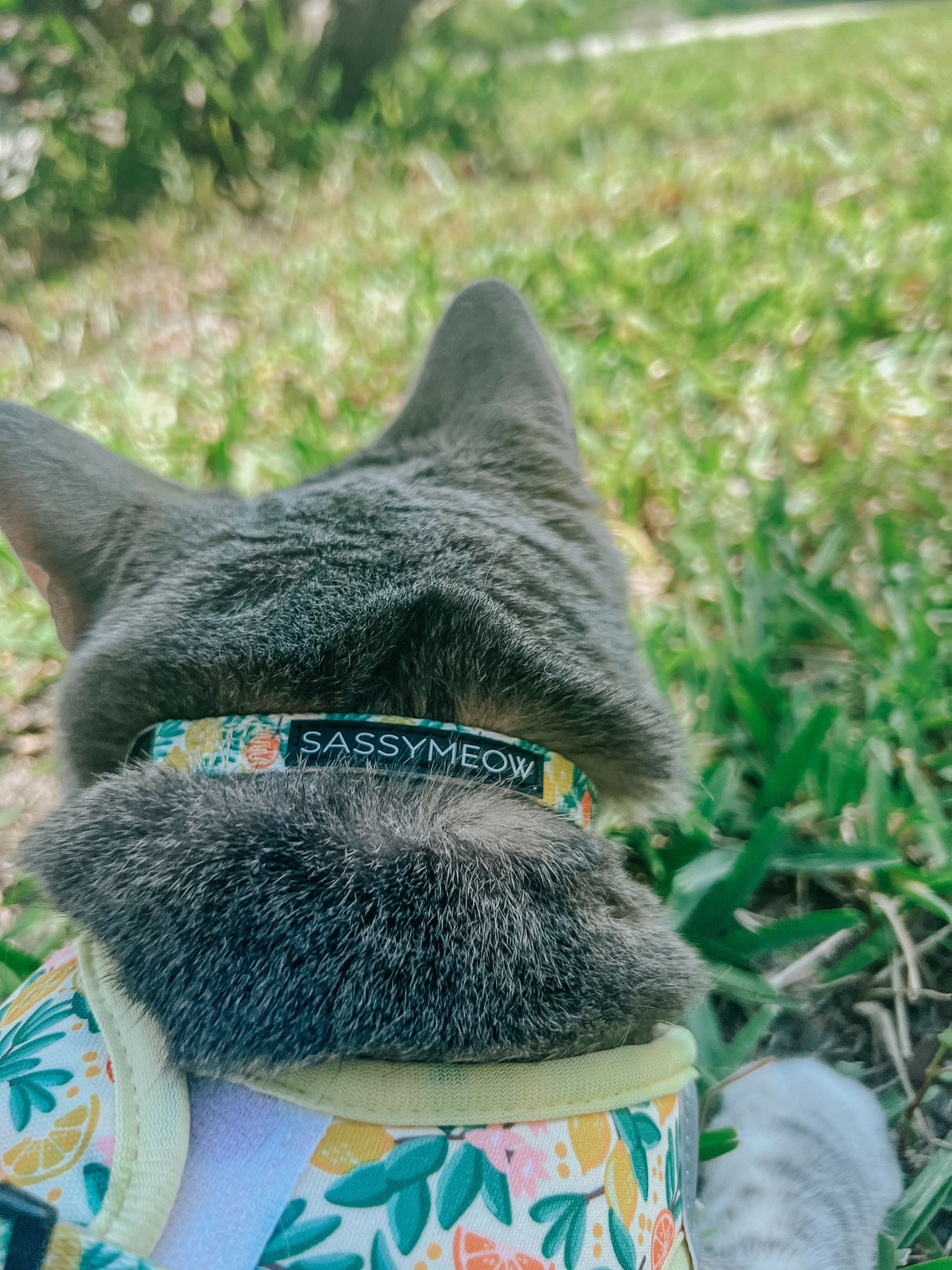 Cat Collar - Yellow