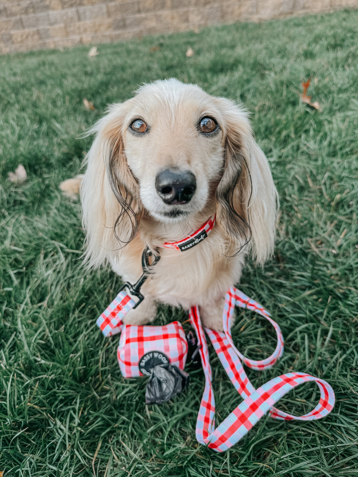 Collar - Picnic