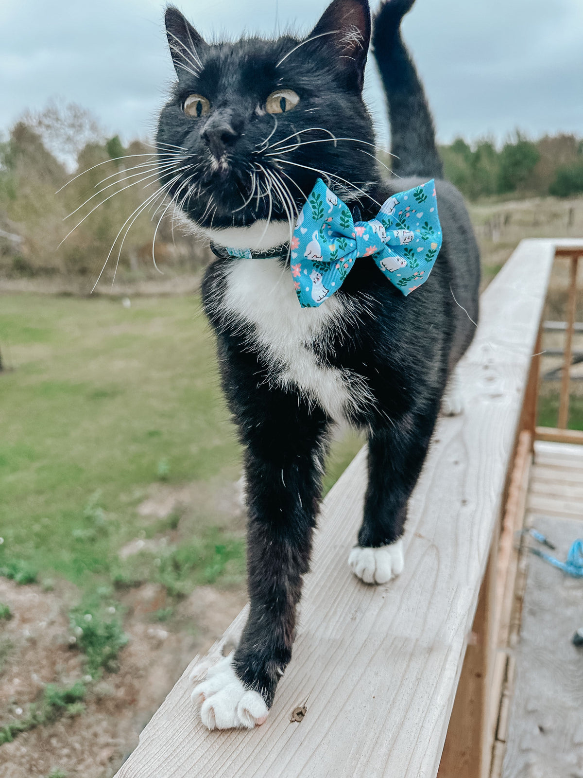 Cat Collar - Blue