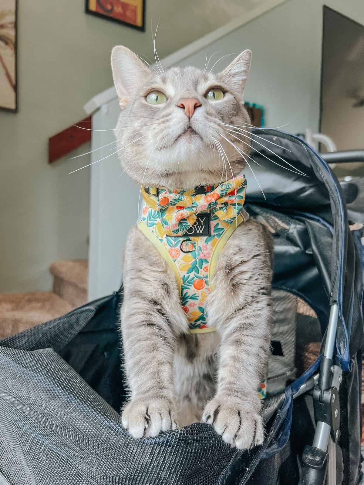 Cat Step In Harness - Yellow